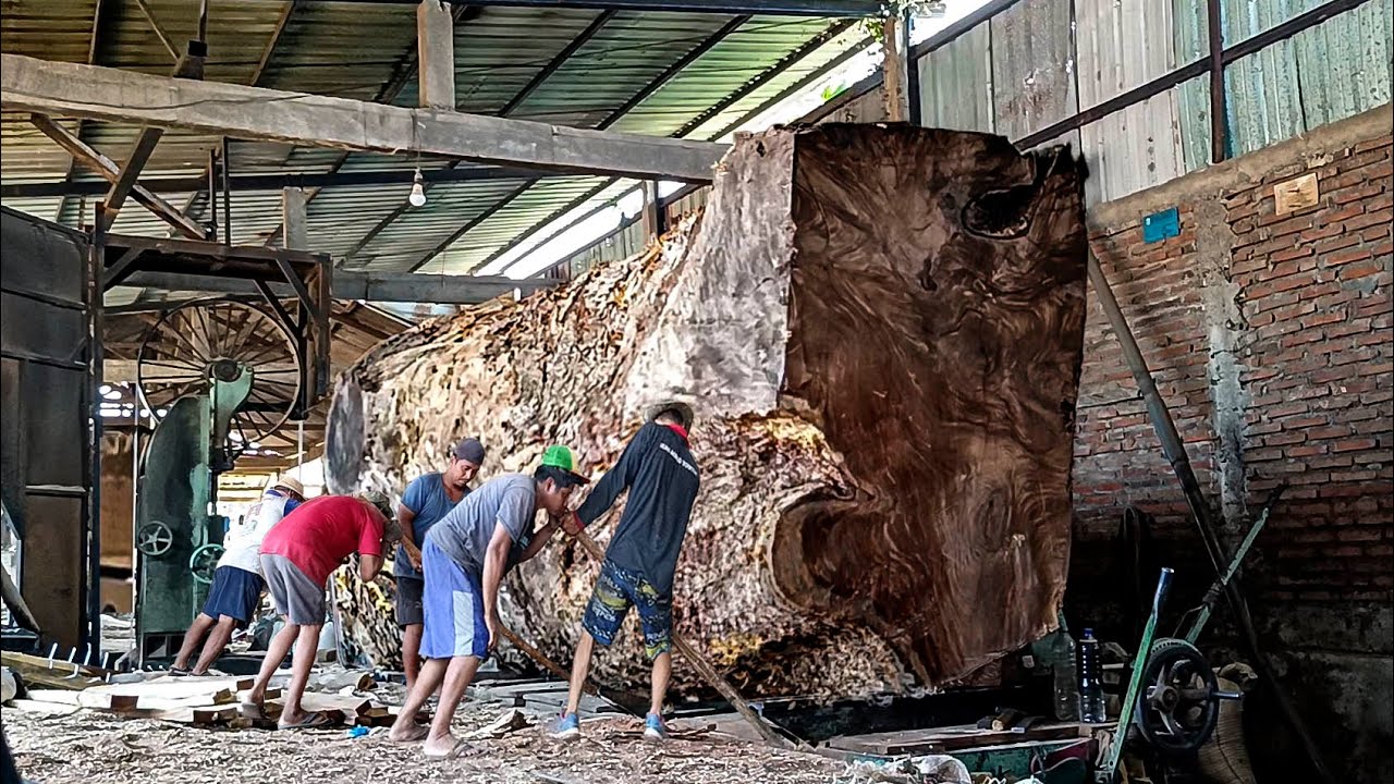 Akibat mulut manis koruptor kayu trembesi mewah di hargai 850jt digergaji bahan papan I Sawmill