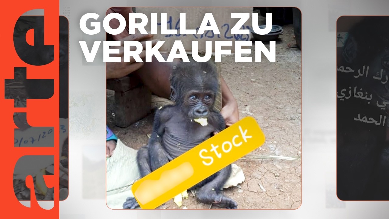Gorilla-Babys zu verkaufen: Der illegale Tierhandel boomt | Mit offenen Daten | ARTE