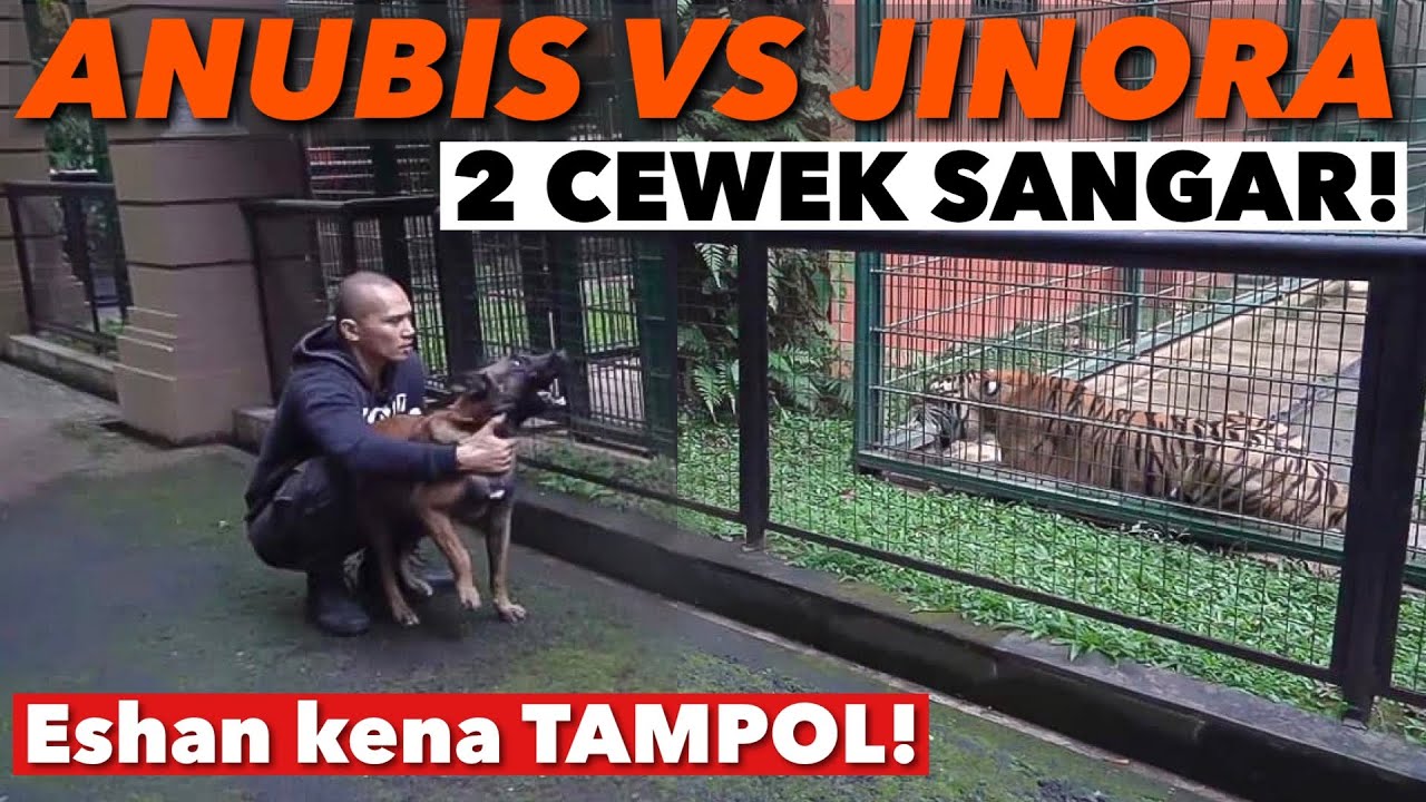 ANUBIS VS JINORA! Suaranya bikin merinding!!