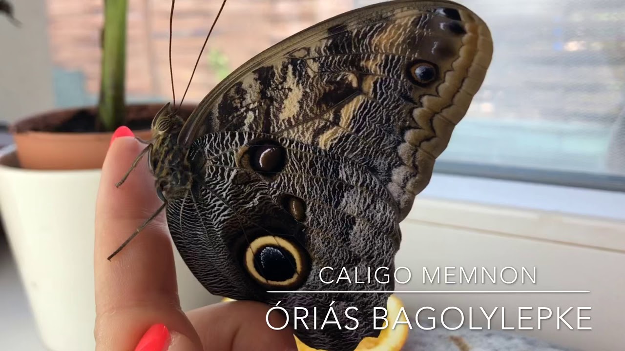 Caligo memnon