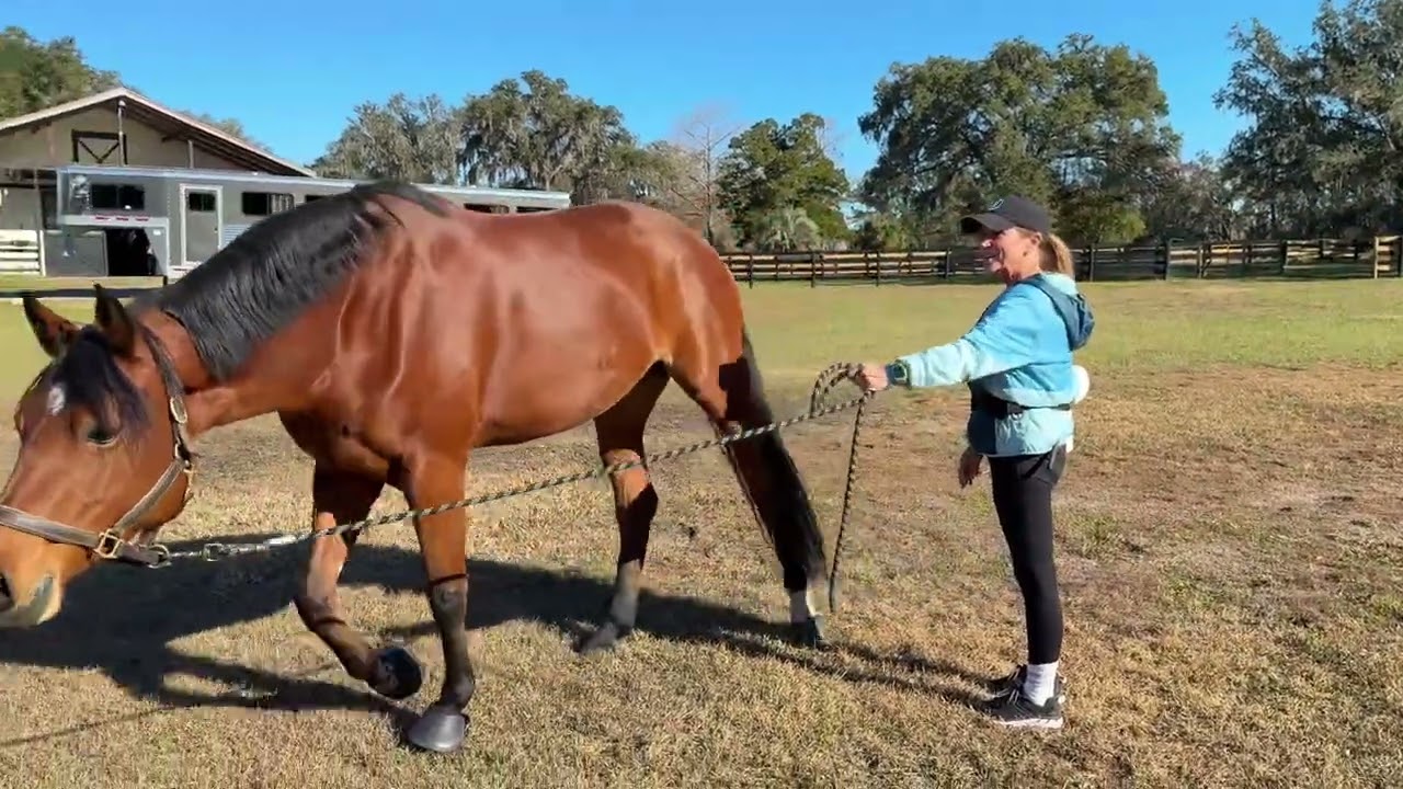 Get Great Behavior Leading Your Horse