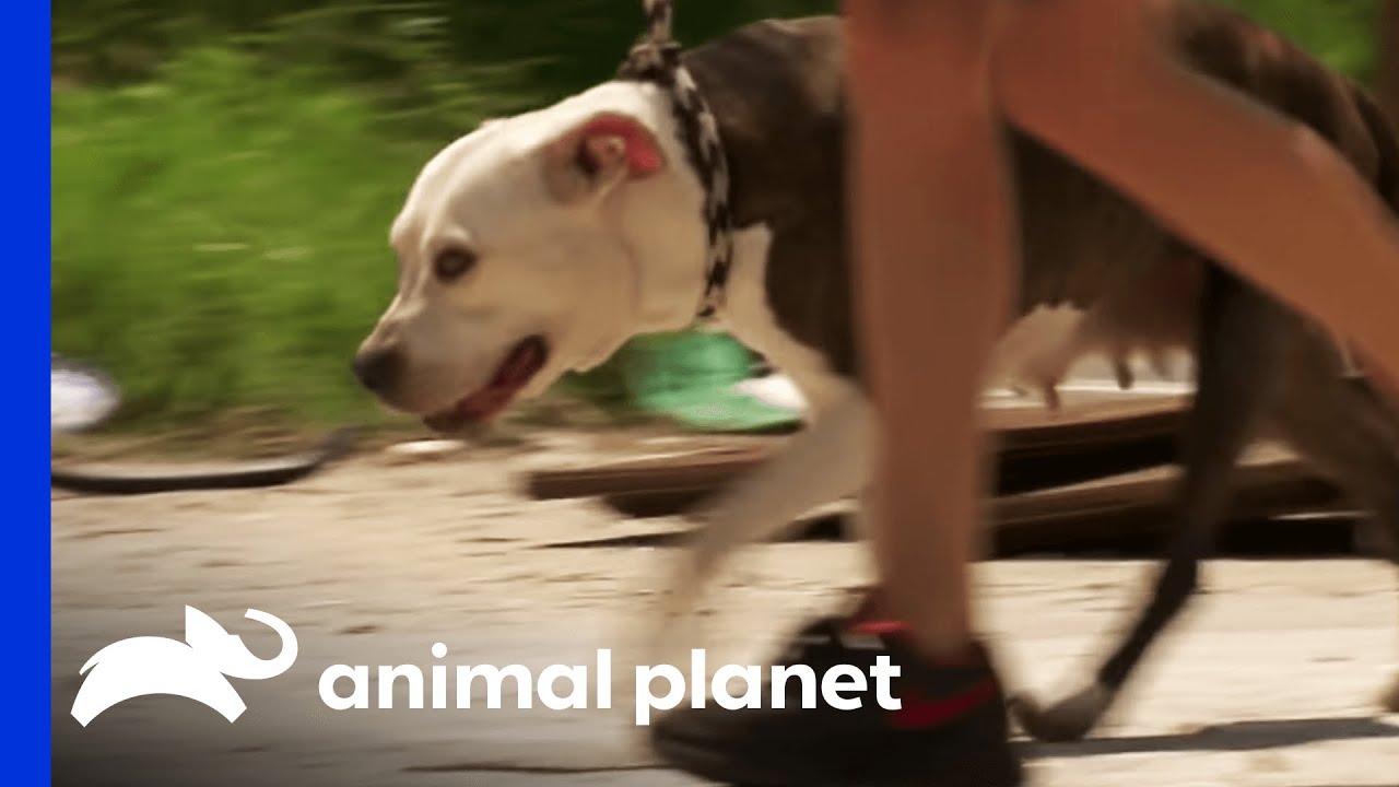 Tania Tries To Get A Nervous Dog To Trust Her | Pit Bulls & Parolees