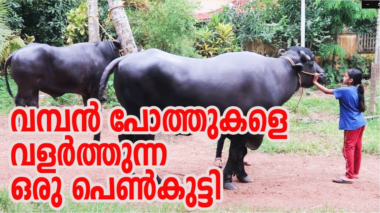 യൂനുസ്‌കയുടെ ഭീമൻ പോത്തുകൾ | Big Buffalo in Kerala | Murrah | kodinhi