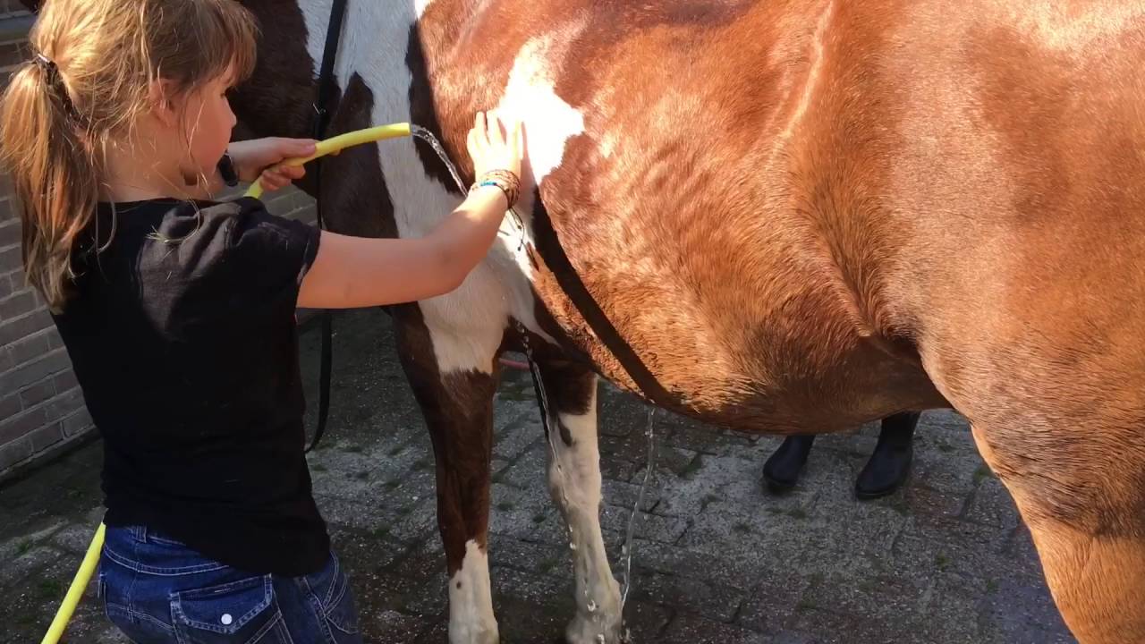 De pony's van De Dordtsche Manege