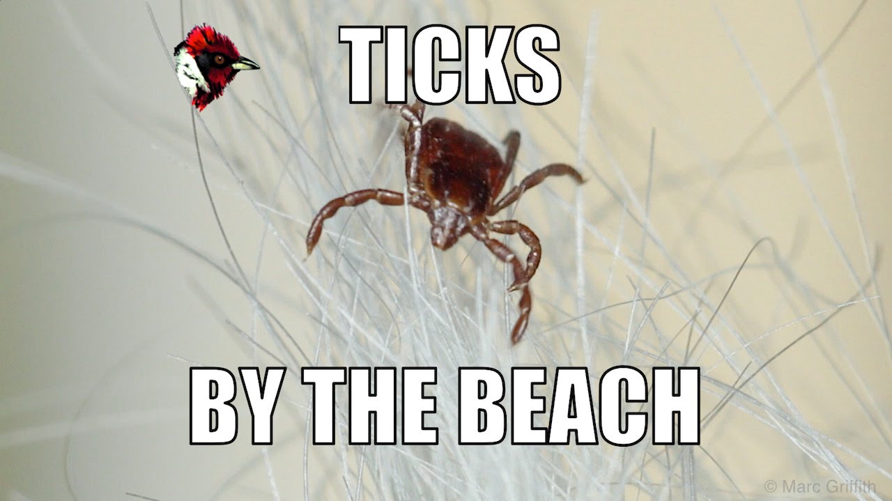 Blood sucking ticks on the beach. - Biodiversity Shorts #1