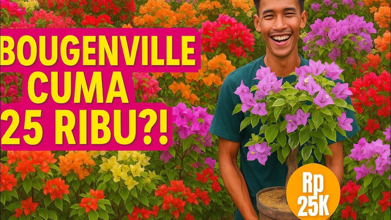 Harga Murah ‼️ Bougenville Banyak Warna Dan Varian Mulai Mulai Dari 20 Ribuan Bisa COD