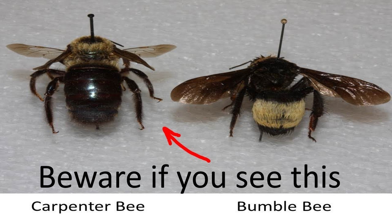 ⟹ Carpenter Bee | Xylocopa virginica | They can cause a lot of damage!