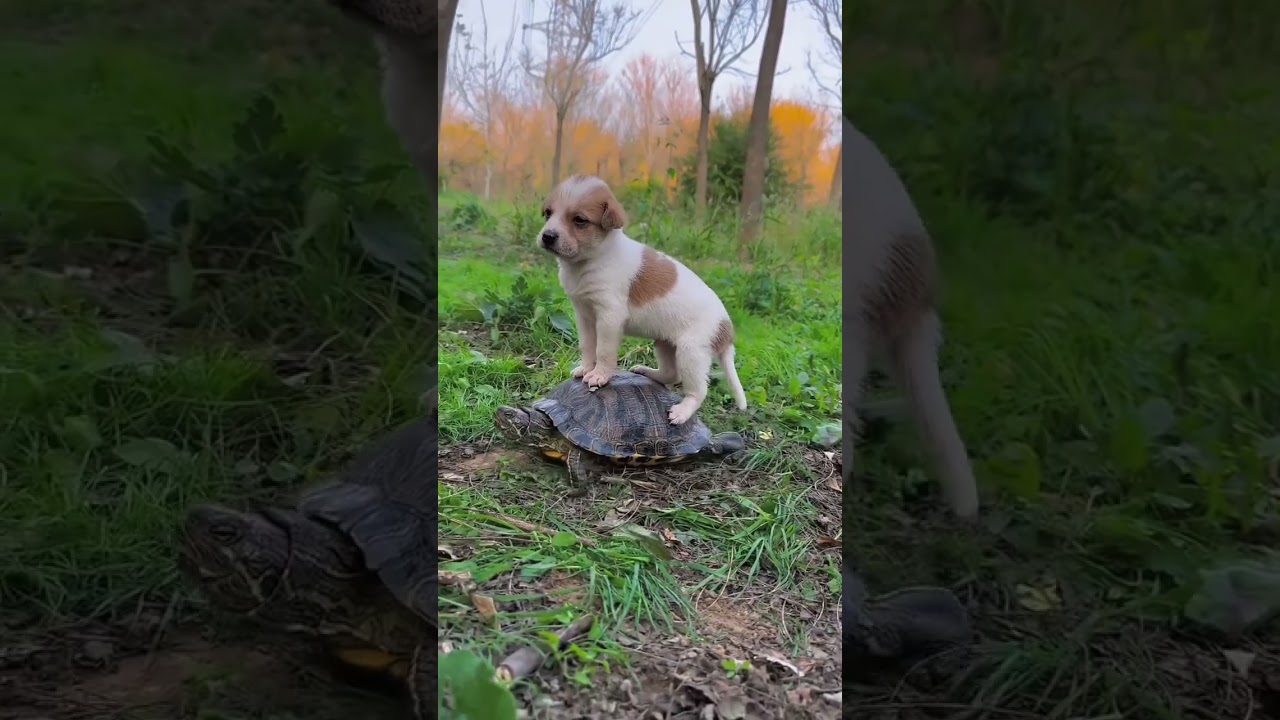 Friendship/ dog & turtle & pig. A beautiful moment #5094 - #shorts,#dog,#viral