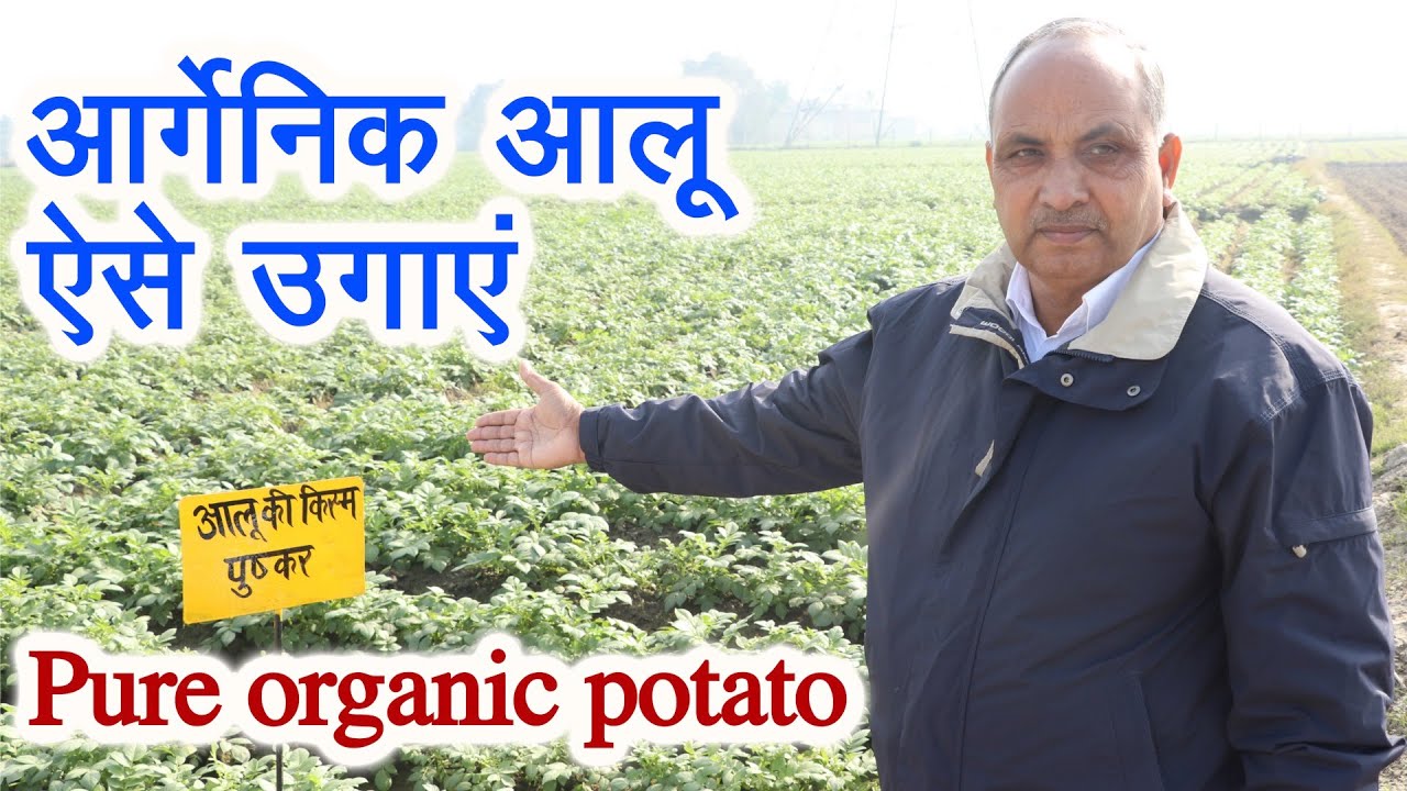 बिना रासायनिक खाद आलू ऐसे उगाएं,Organic Potato Farming without DAP, Urea and pesticides