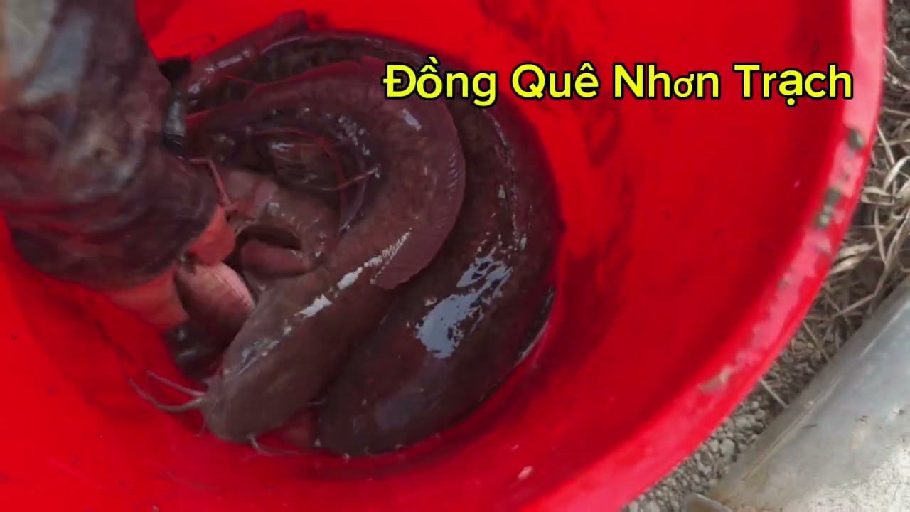 Tháo Ao bắt cá tôm mê ly 