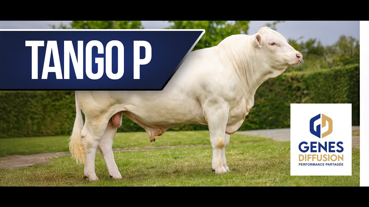 TANGO P - Produire des animaux conformés et productifs