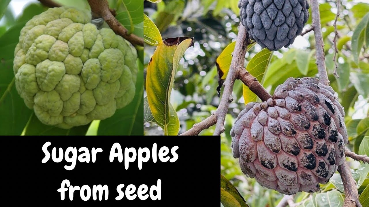 SA#01/How to germinate sugar/custard apple seeds FAST  (results video in comment section)