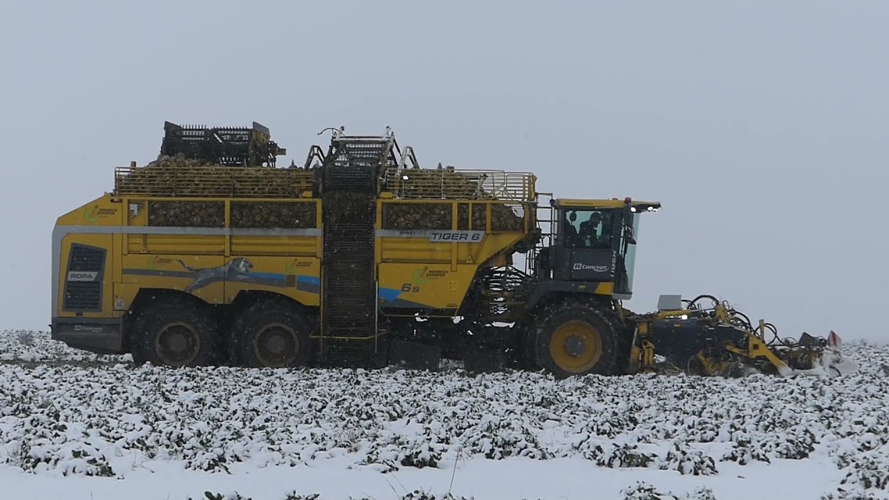 @HeinrichSchaperLaLo  mit  Ropa Tiger 6S, Fendt, Annaburger -Rübenernte im Schnee 2021 /Beet harvest
