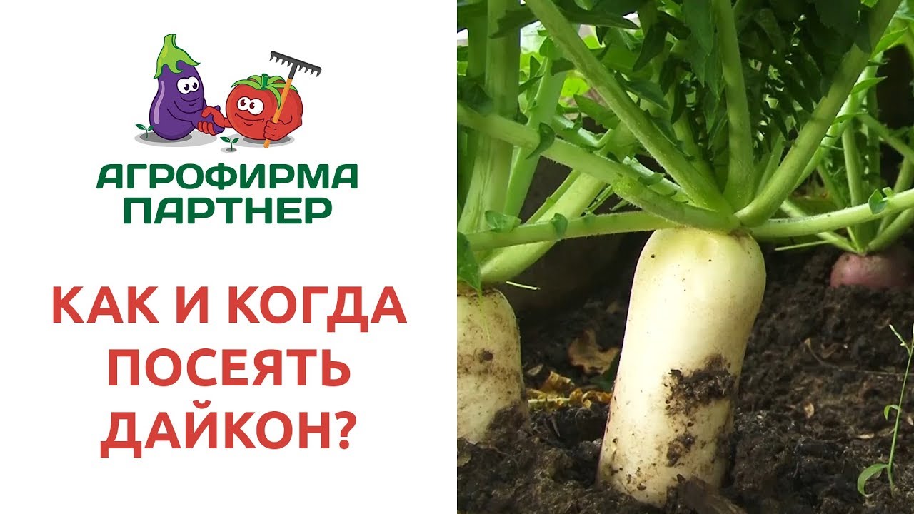 КАК И КОГДА ПОСЕЯТЬ ДАЙКОН?