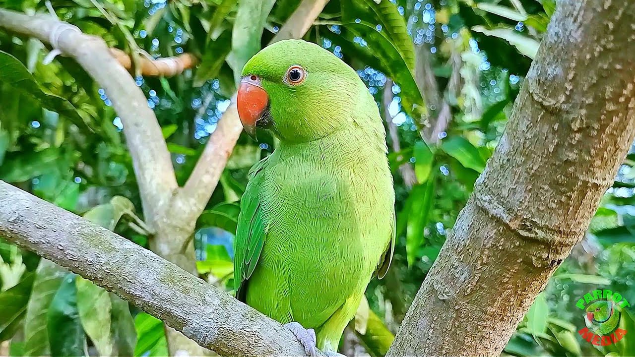 Green Parrot Natural Sounds