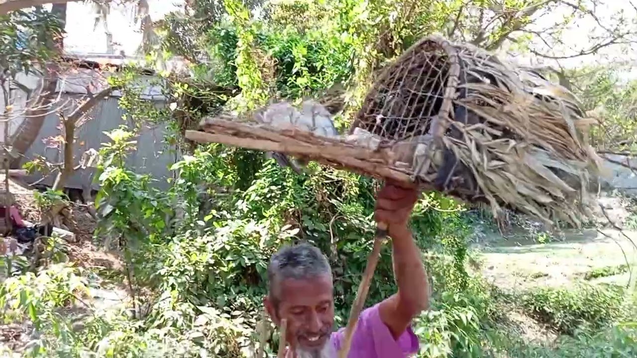 কিভাবে ঘুঘু পাখি শিকার করে দেখেন দেখে আশ্চর্য হয়ে যাবেন আপনারা
