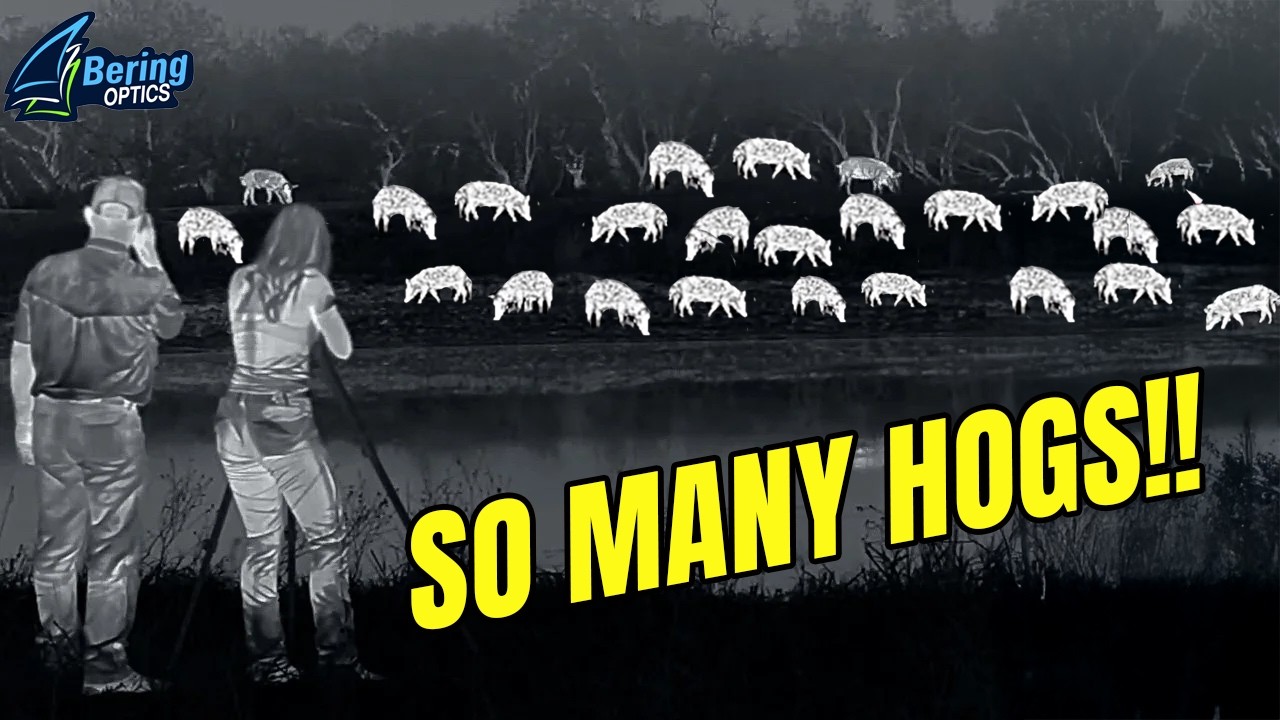 First Time Thermal Hog Hunt  | Bering Optics