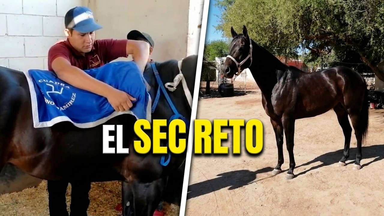 Conoce el Trabajo y Cuidado de los Caballos de Carreras en la Cuadra Molino Ramírez.