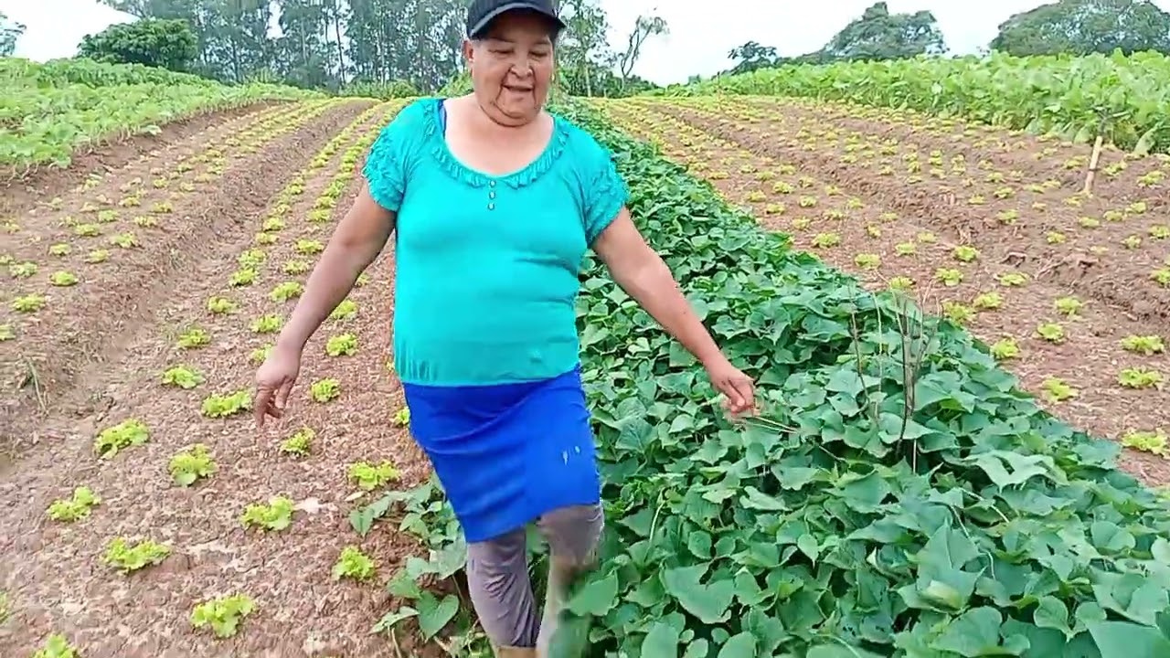 Mostrando minha plantação de amendoim batata doce e inhame 😁😁
