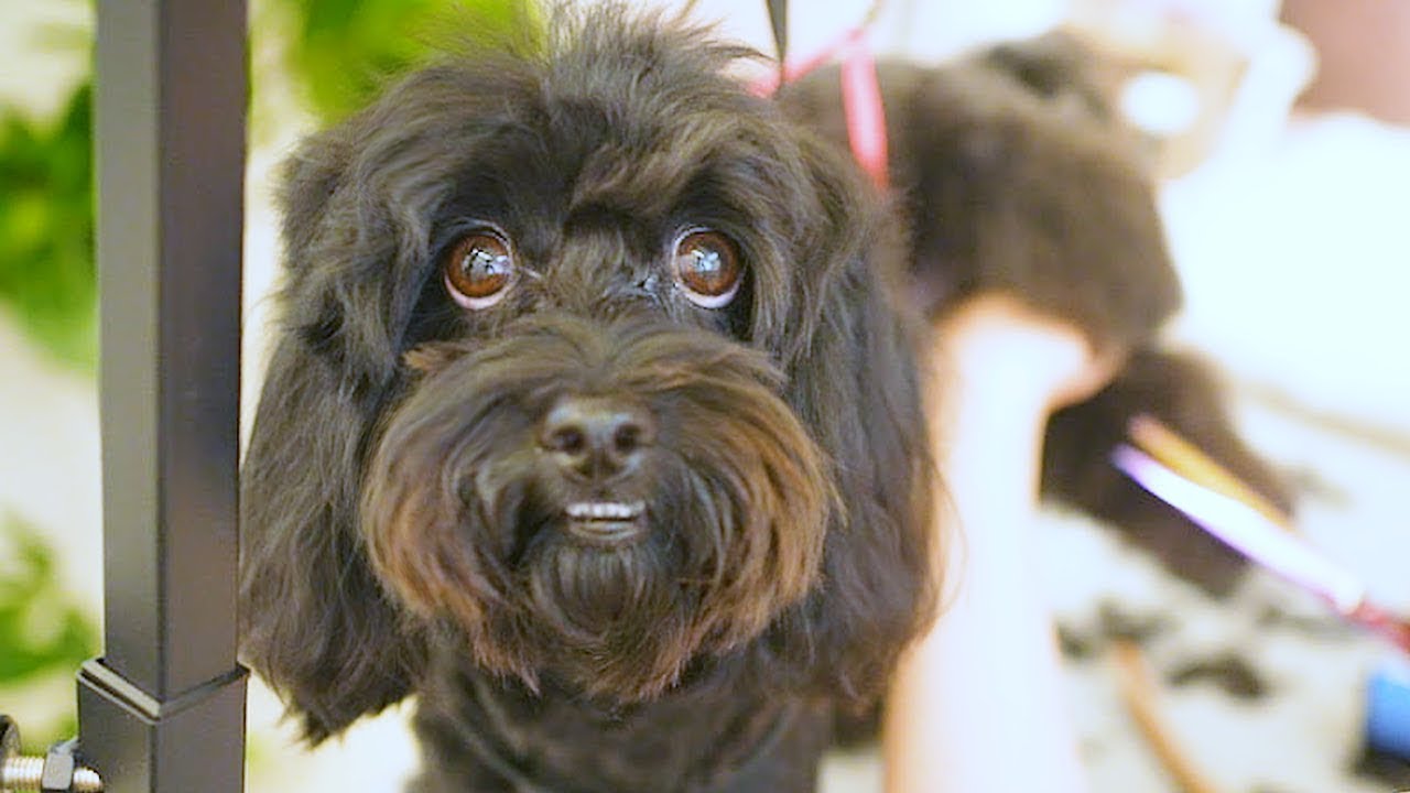 Собака не хотела груминга… но терпела его с этими невинными глазами 🐶💗