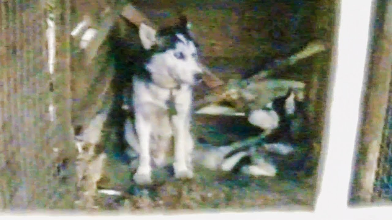 Horrific Abuse Uncovered at 'Family Run' Dog Kennel | The Dog Rescuers - Season 2 Episode 2