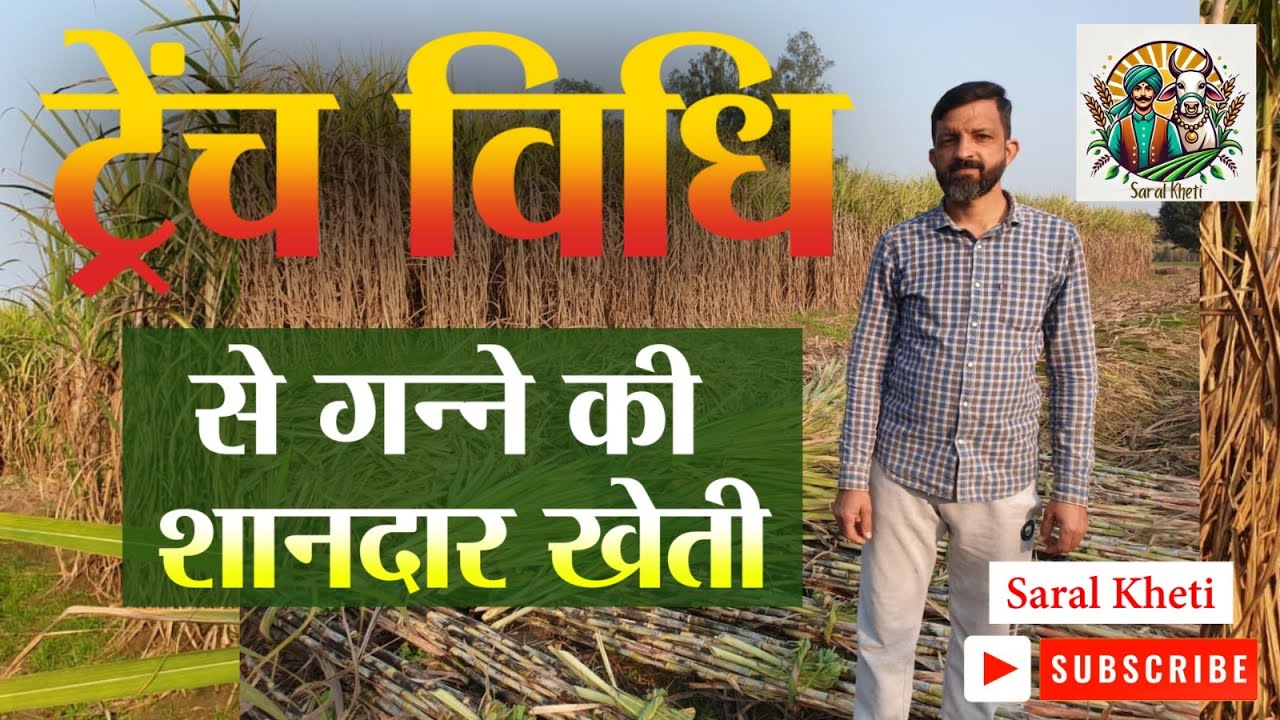 मेरठ में ट्रेंच विधि से गन्ने की खेती, बंपर उत्पादन और फसल बेमिसाल #saralkheti #meerut #ganna #up