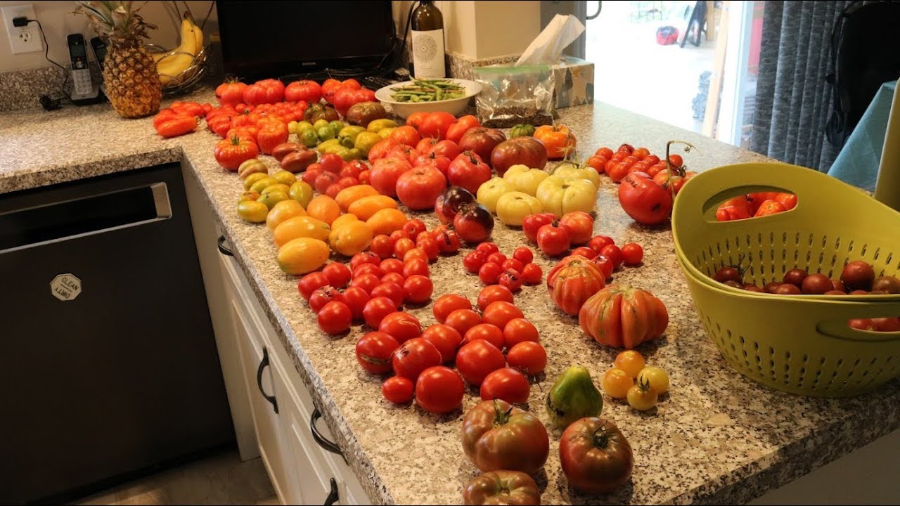 HUGE Tomato Heirloom Tomato Tasting - 20+ Varieties just in One Sitting