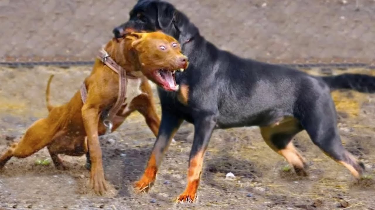20 Cães mais Proibidos do Mundo