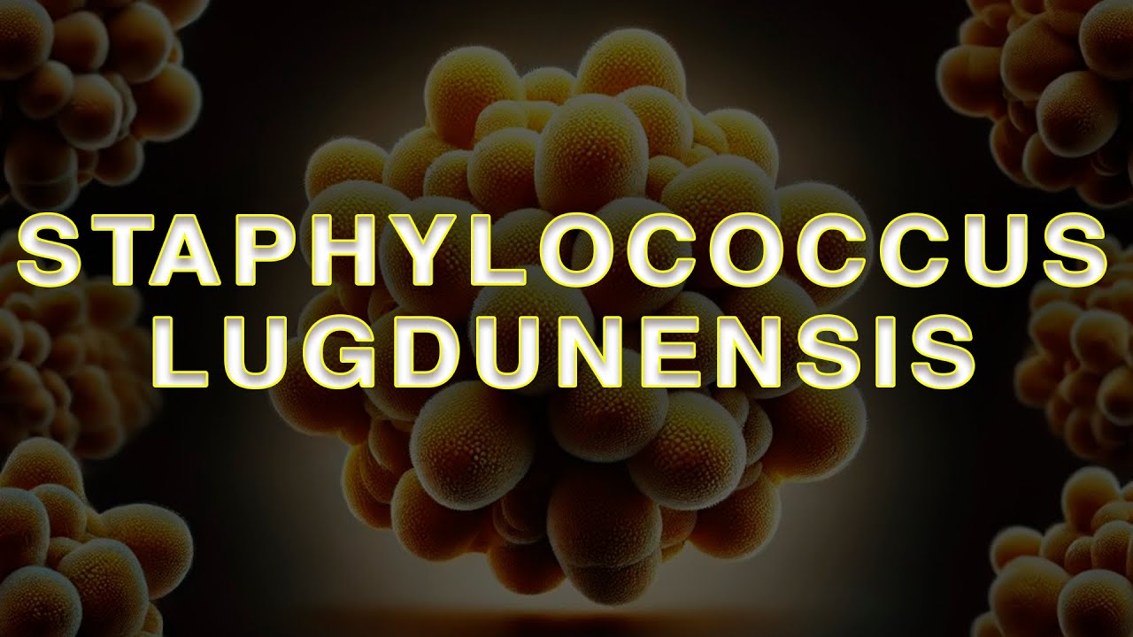 Staphylococcus lugdunensis: коменсал чи небезпечний патоген?