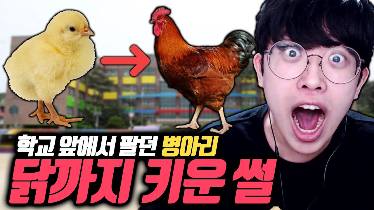 초딩 때 학교 앞에서 팔던 병아리 닭까지 키운 썰ㅋㅋㅋ