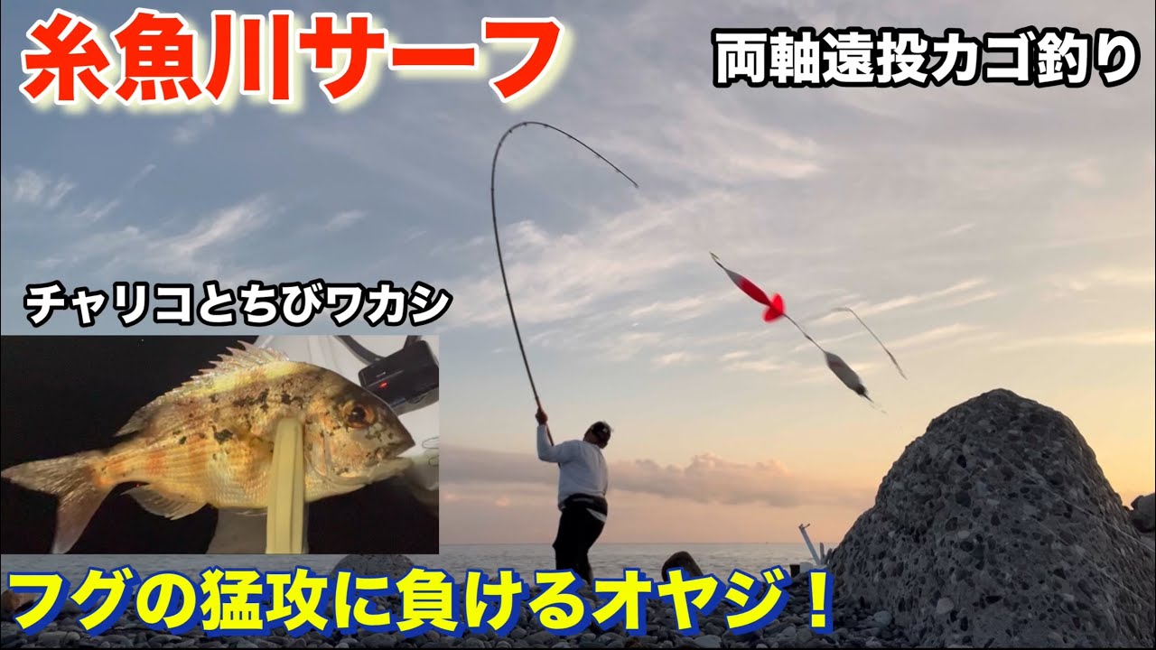 【糸魚川サーフ】両軸遠投カゴ釣り、フグの猛攻にあうオヤジ！