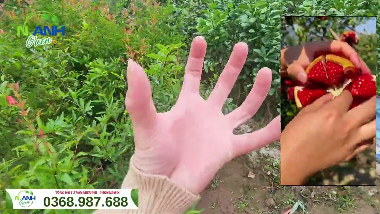 Lựu Đỏ Hạt Mềm Đang Sẵn Hoa - Cây Nhỡ Đẹp Mĩ Mãn Tại Nhà Vườn Nguyên Anh