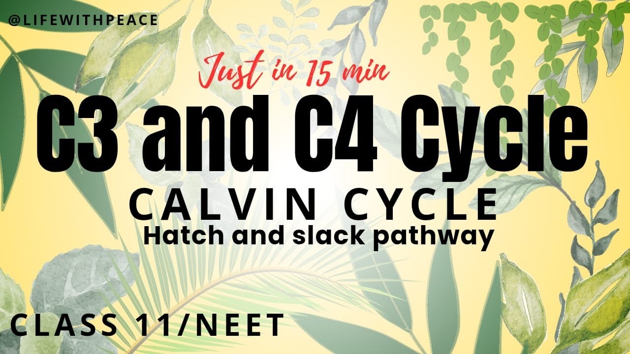 C3 and C4 cycle| Calvin cycle|class11/NEET|photosynthesis in higher plants ☘️🍀