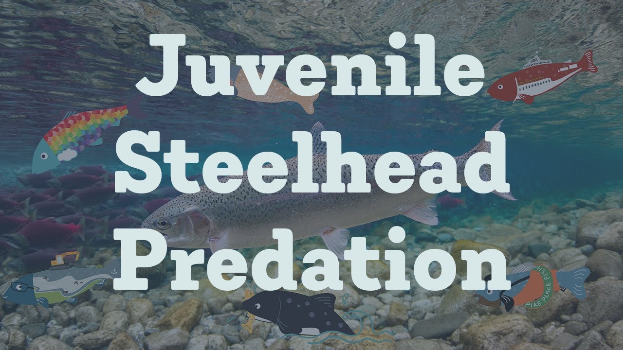Juvenile Steelhead Predation