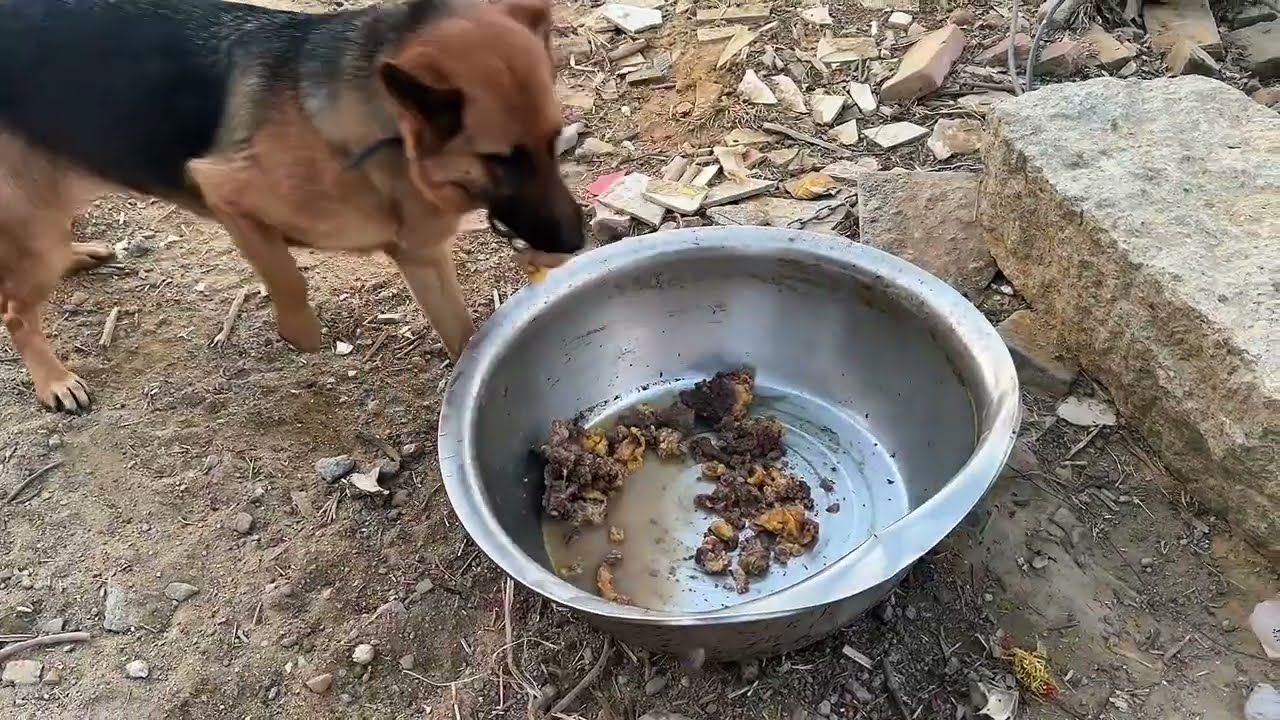 快过年啦！狗狗们也越来越胖了，难道是怀了吗？ #德牧 #德牧的安全感 #最爱德牧