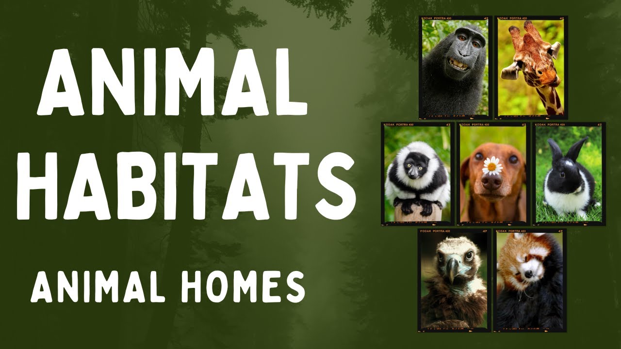 Animals and their Habitats | Habitat of Animals | Animal Habitats | Animal Homes | Science