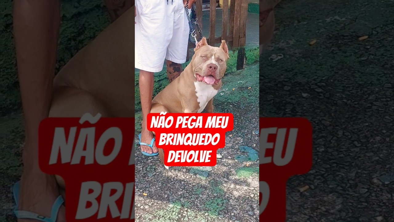 não pega meu brinquedo 