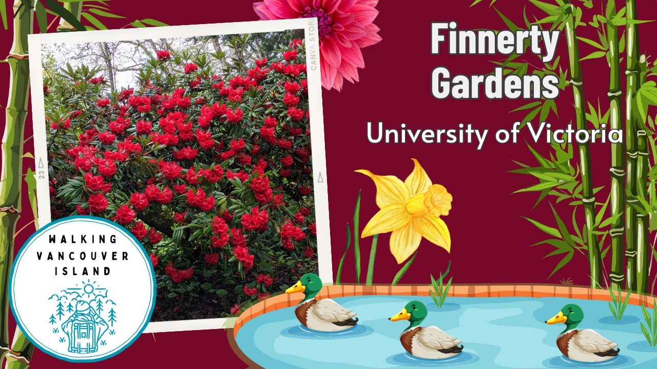 Where Rhododendrons Reign: The Magic of Finnerty Gardens in Victoria