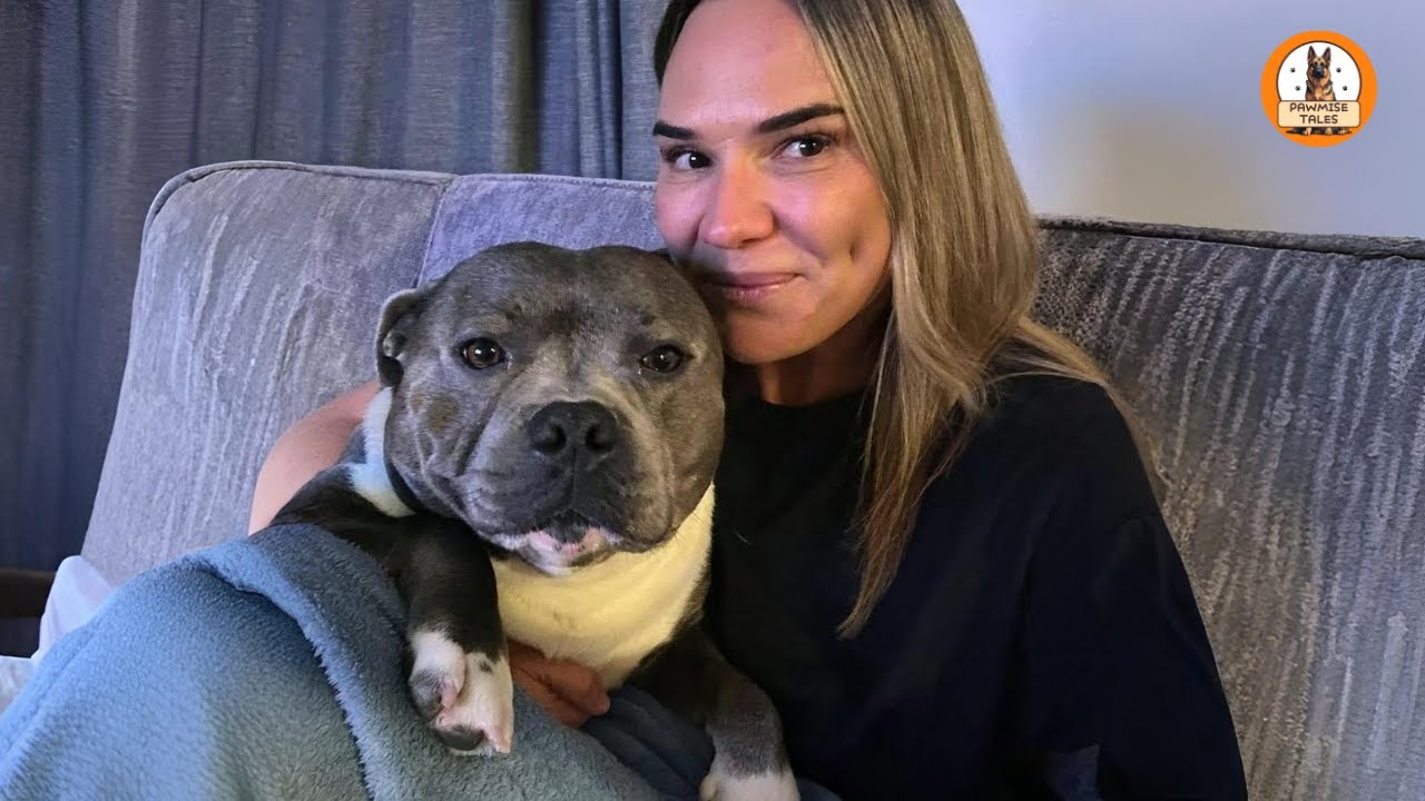 I Used to Believe Staffies Were Aggressive…Until I Adopted This Dog