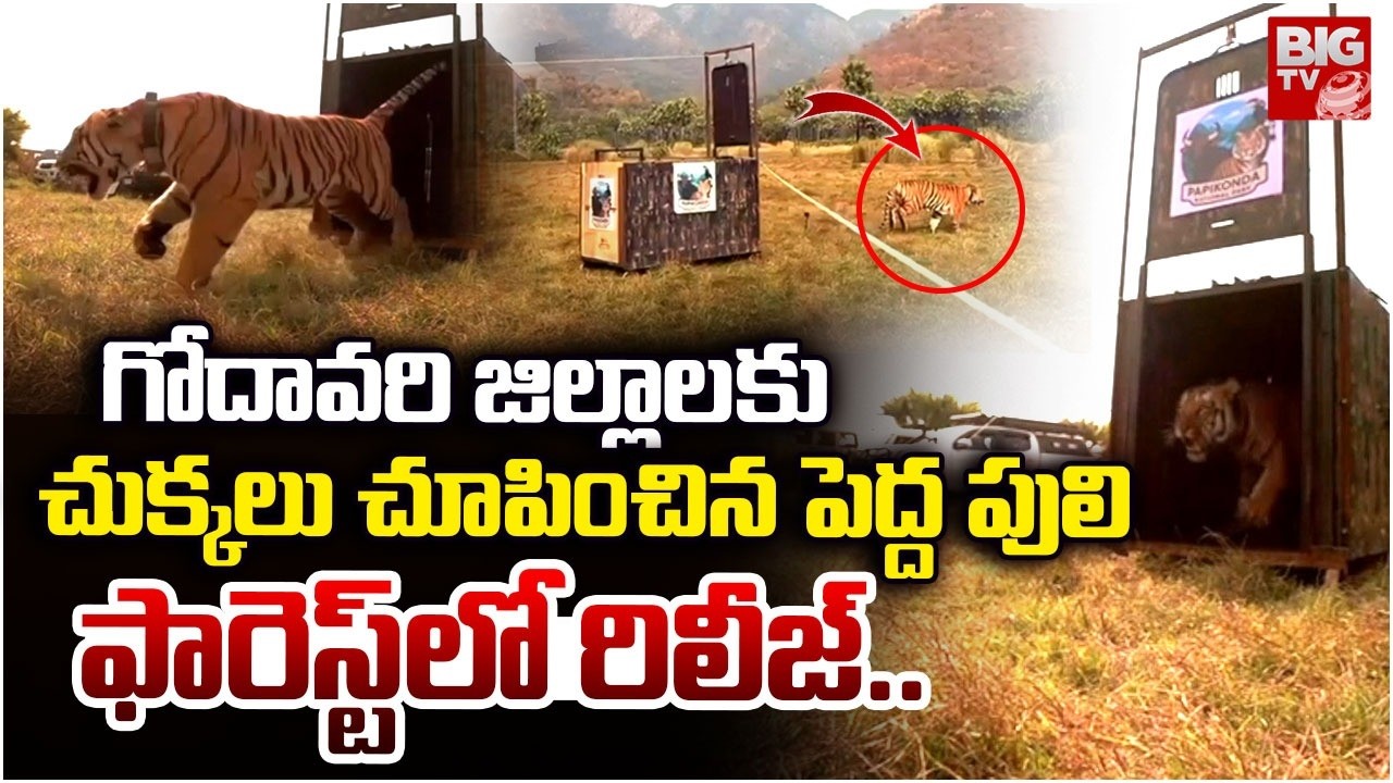 Tiger Released in National Forest | పెద్దపులి రిలీజ్..| East Godavari Tiger Release | BIGTV