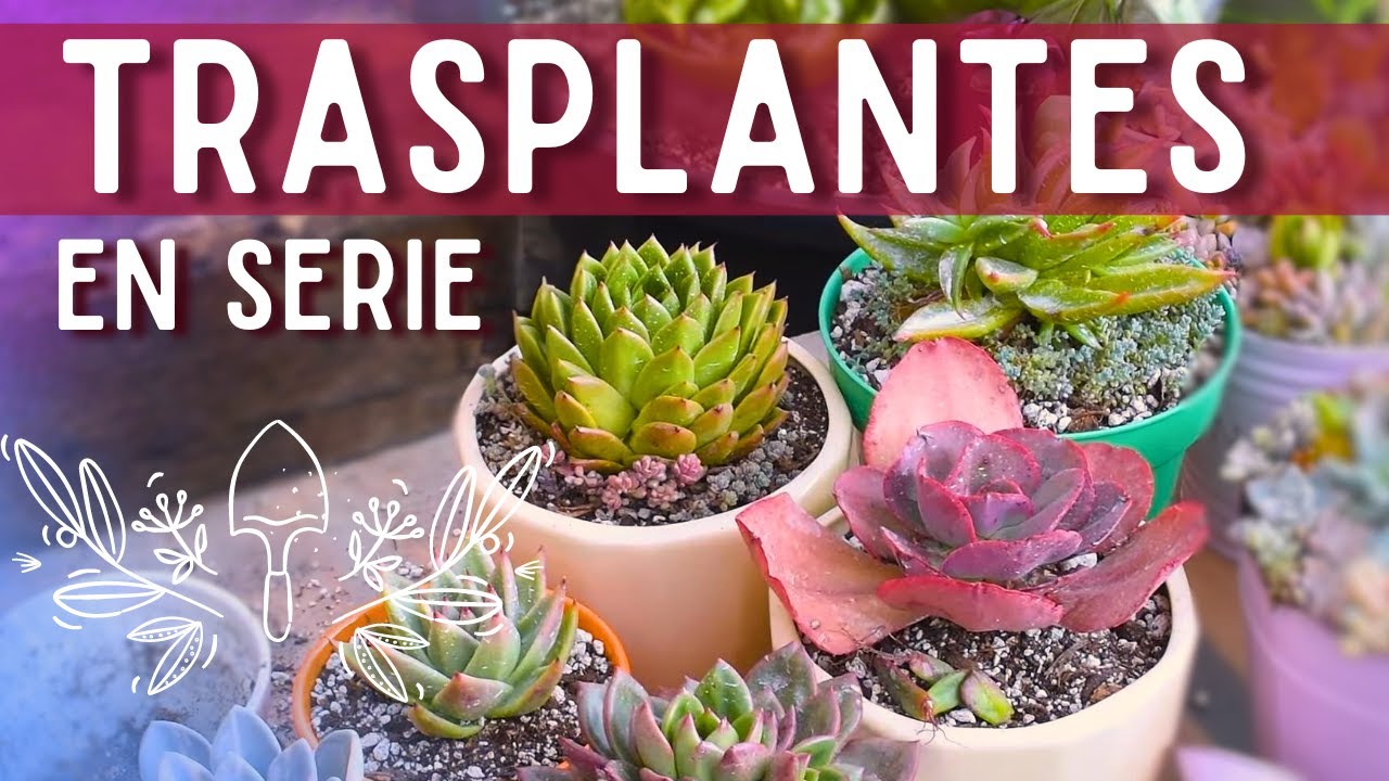Trasplantando juntos💚| Suculentas del jardín🌱