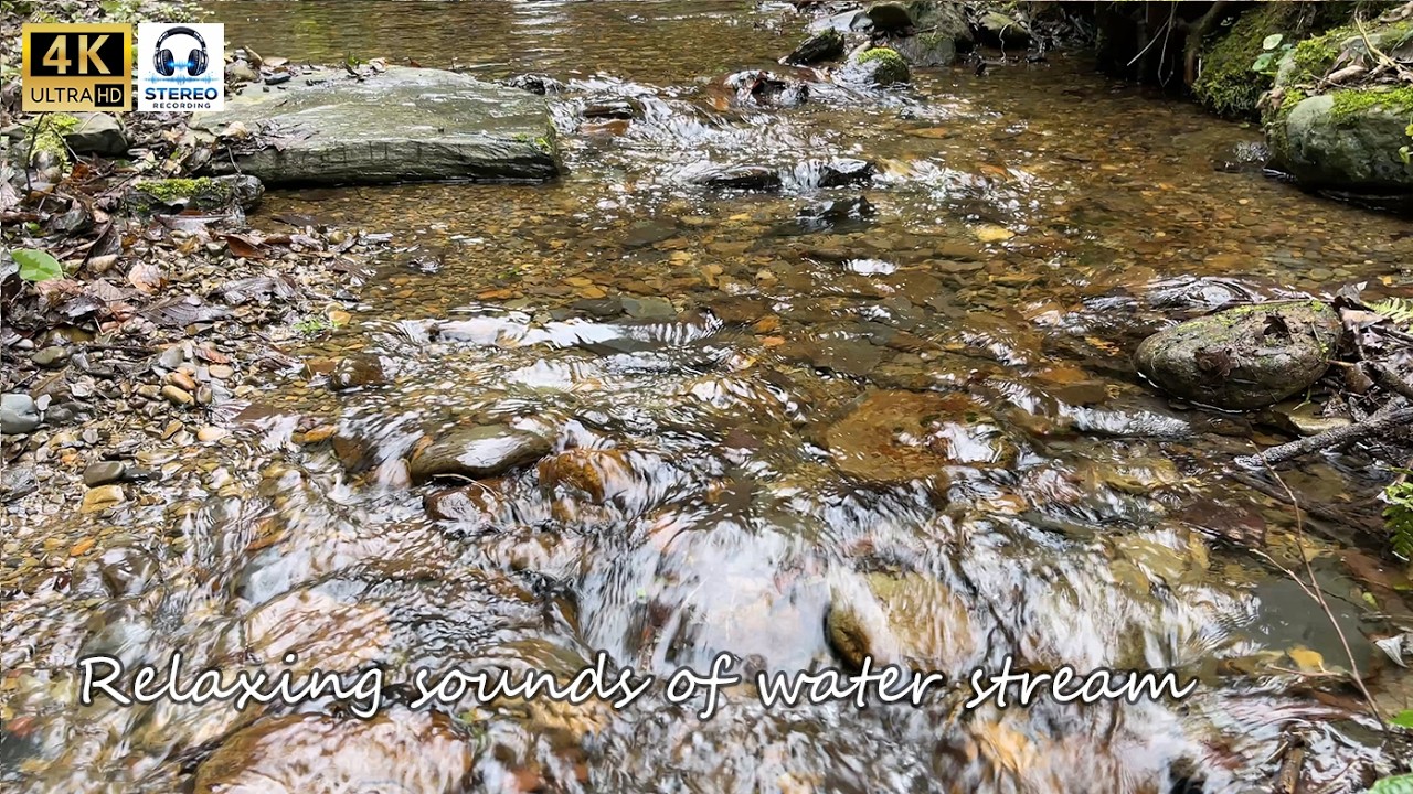 Sleep Immediately with Captivating Waters And Tranquil River Stream Sounds in a Pristine Forest