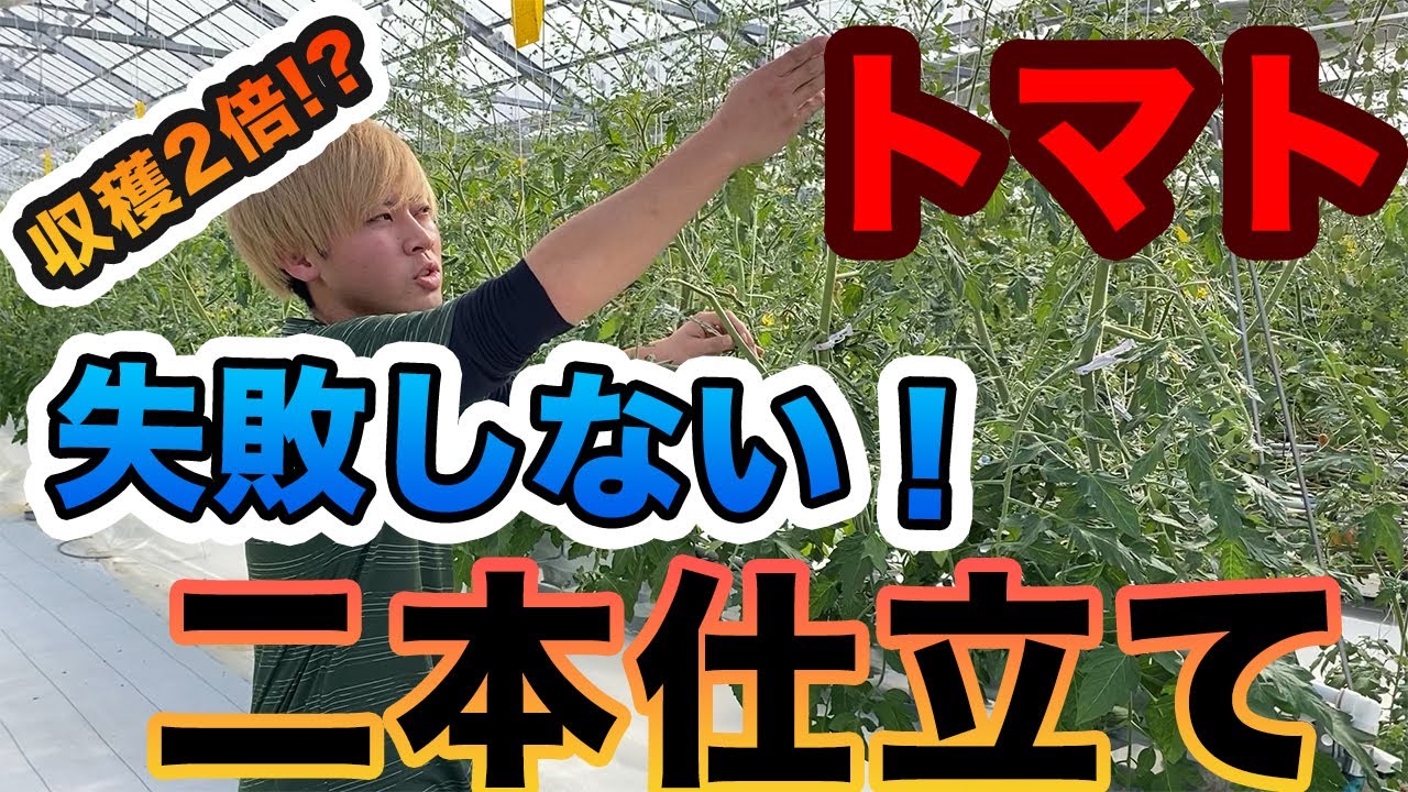【トマト】収穫が2倍に！二本仕立てで失敗しない方法！見なきゃ損！