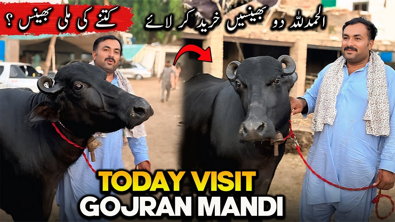 Today Visit Gojran Buffalo Mandi 🐃 | دو بھینسیں خرید کر لائے منڈی کے ریٹس کیا ہیں ؟