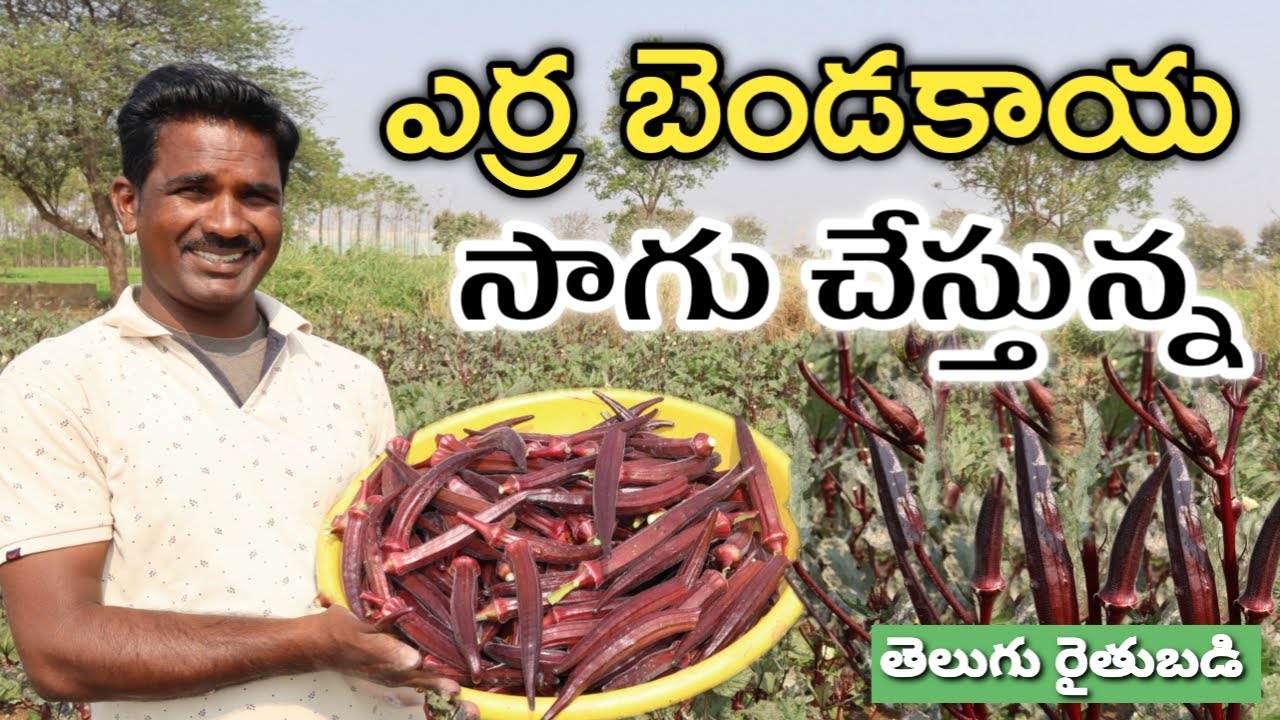 అరెకరంలో ఎర్ర బెండ పండిస్తున్న | Okra Red Lady Finger Farming | రైతు బడి