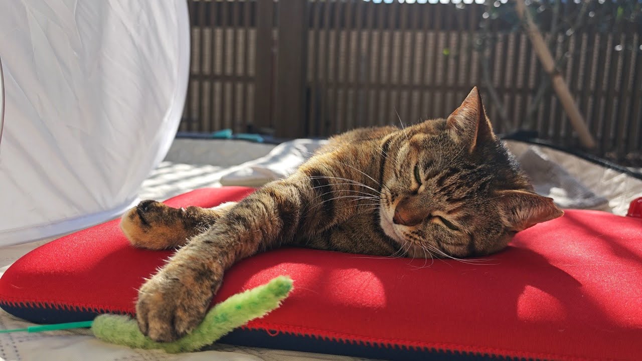 ぐーたら湯たんぽ｜猫と初めてのバスルームツアー【愛猫との暮らし】