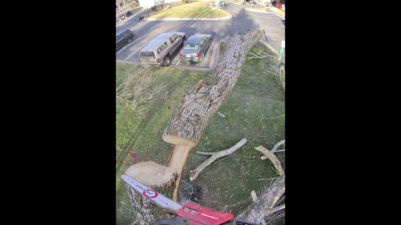 FREE FIRE 🔥 WOOD 🪵 😎