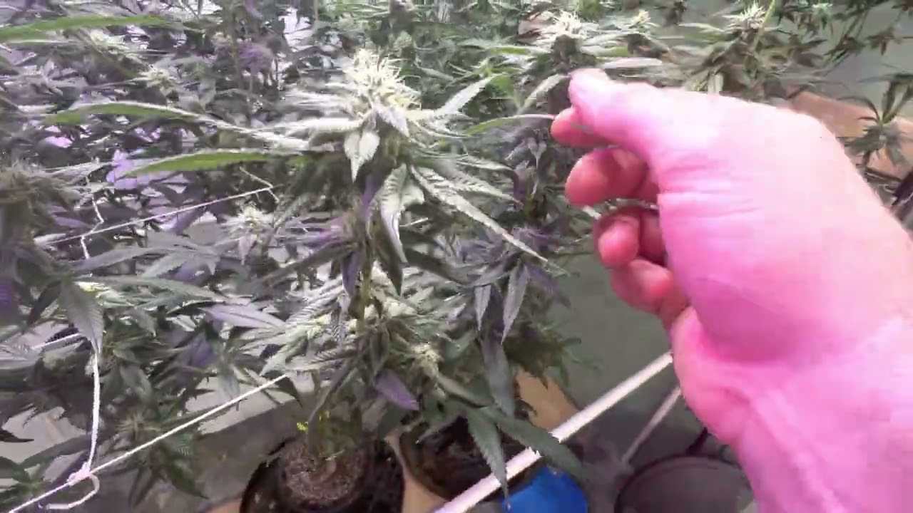 Day 28 of flower with advanced nutrients