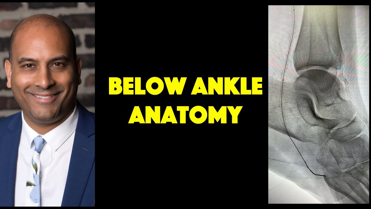 Pedal Artery Anatomy