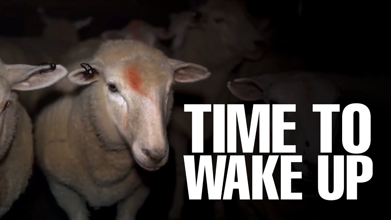 Crimes against animals | Inside a factory farm & slaughterhouse